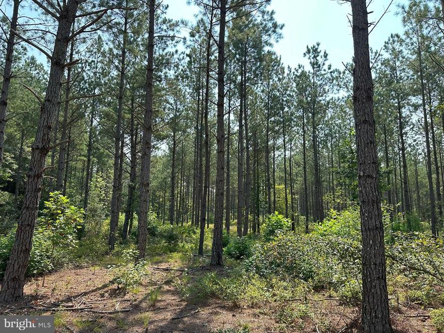 The Southampton 2-1 tract is 132.9 acres located on Plank Road (Rt 35) 8.5 miles North of Courtland. This tract lays flat and is adjoined by a farm to the North. The timber consists of 122.6 acres of 2004 planted Loblolly pine and 9.5 acres of 1950 natural hardwoods. This property is a great tract for an estate, timber investment and or a small farm.  This property will need to be surveyed and approved by the county before closing.