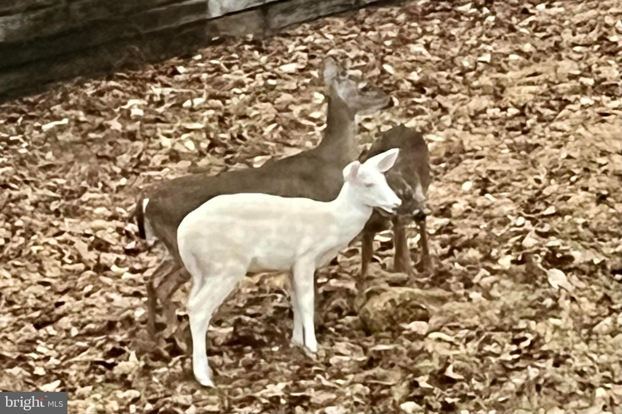 WILDWOOD - Residential