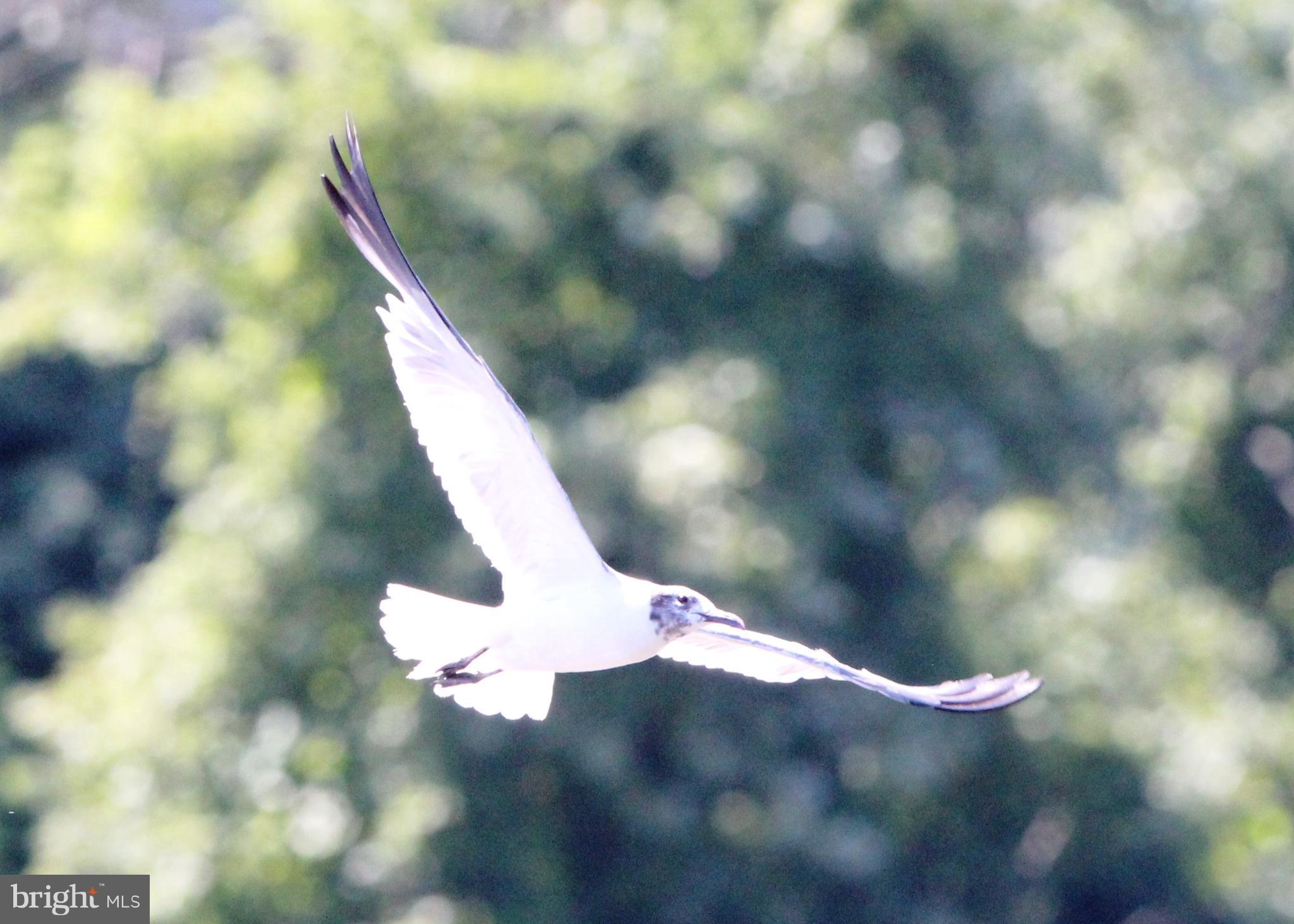 BARRINGTON POINTE CONDOS - Residential