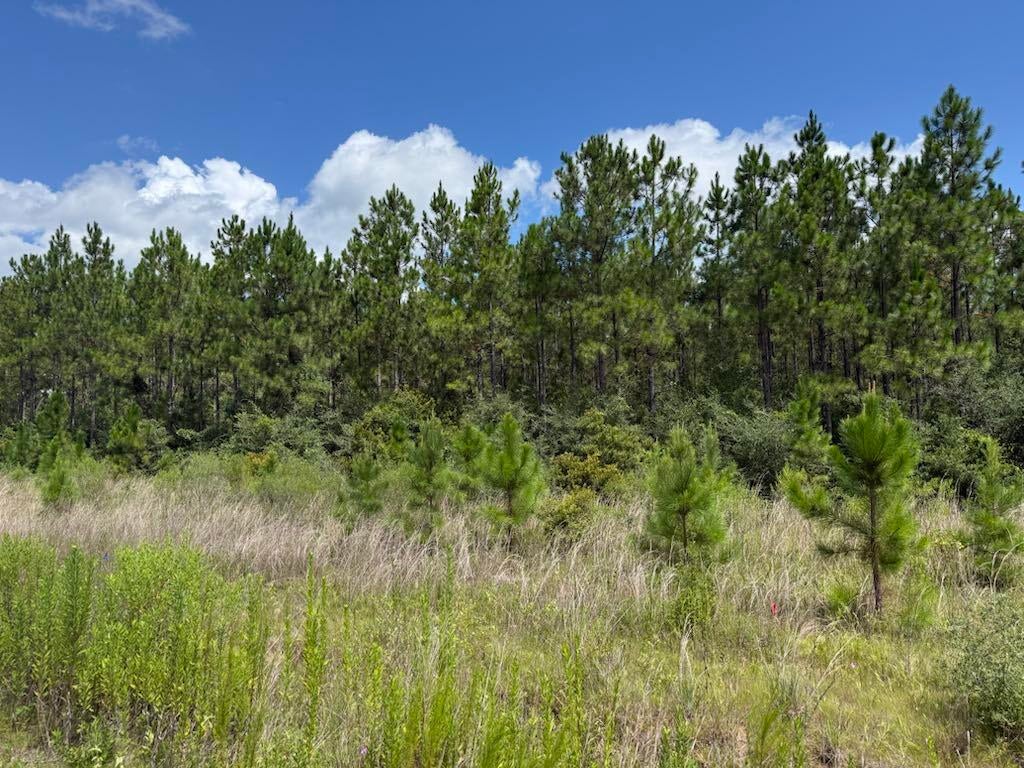0 Plantation Trace - Photo 4