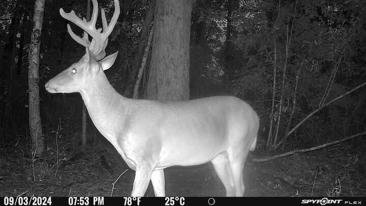629 Parish Line Rd - Photo 4
