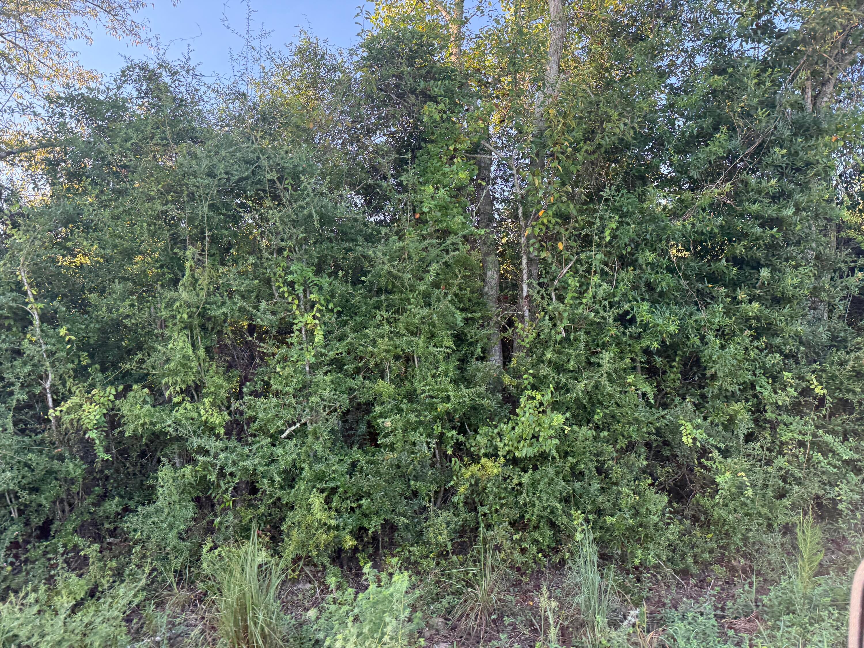 TBD Hauser Rd - Photo 2