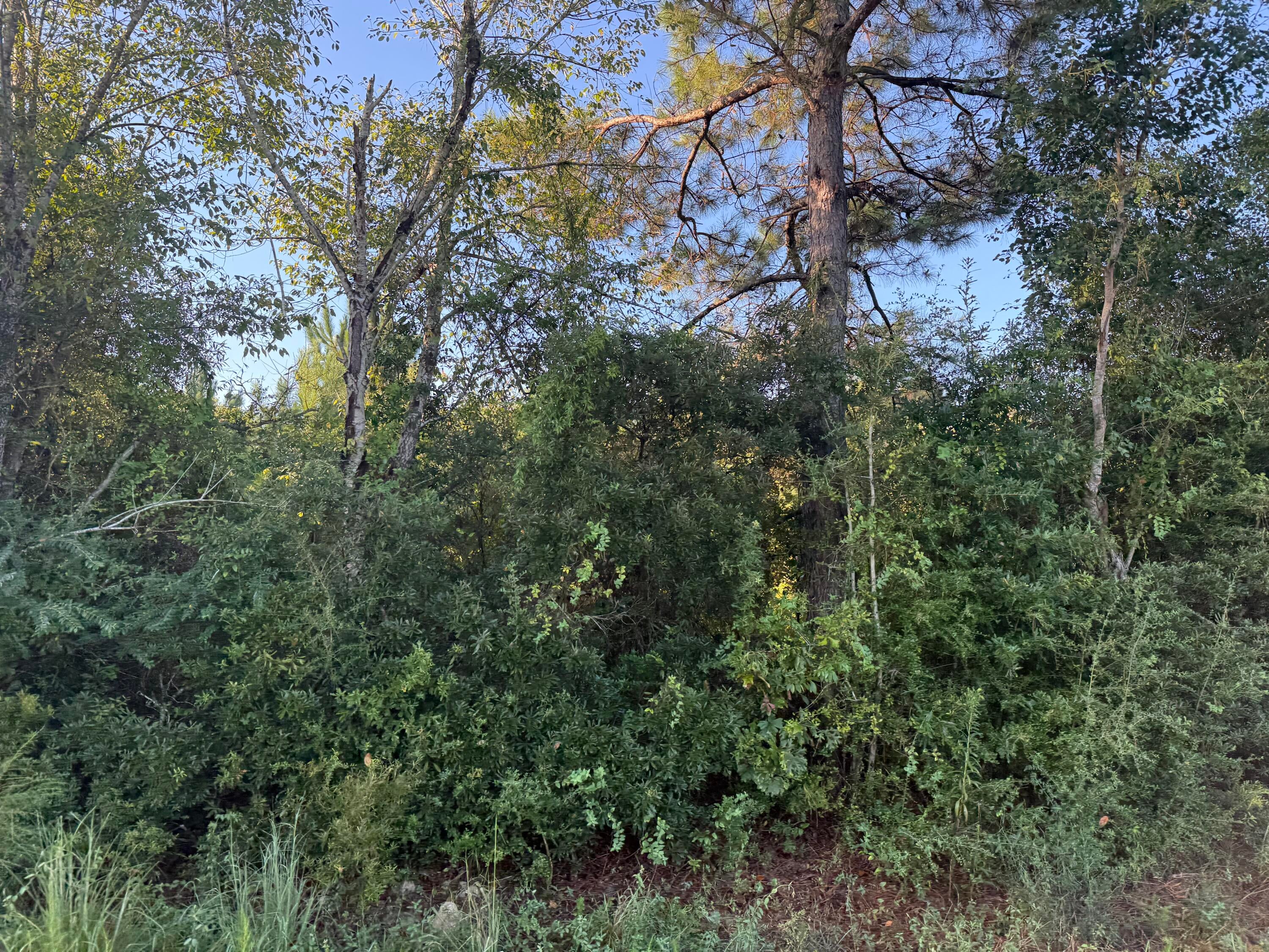 TBD Hauser Rd - Photo 4
