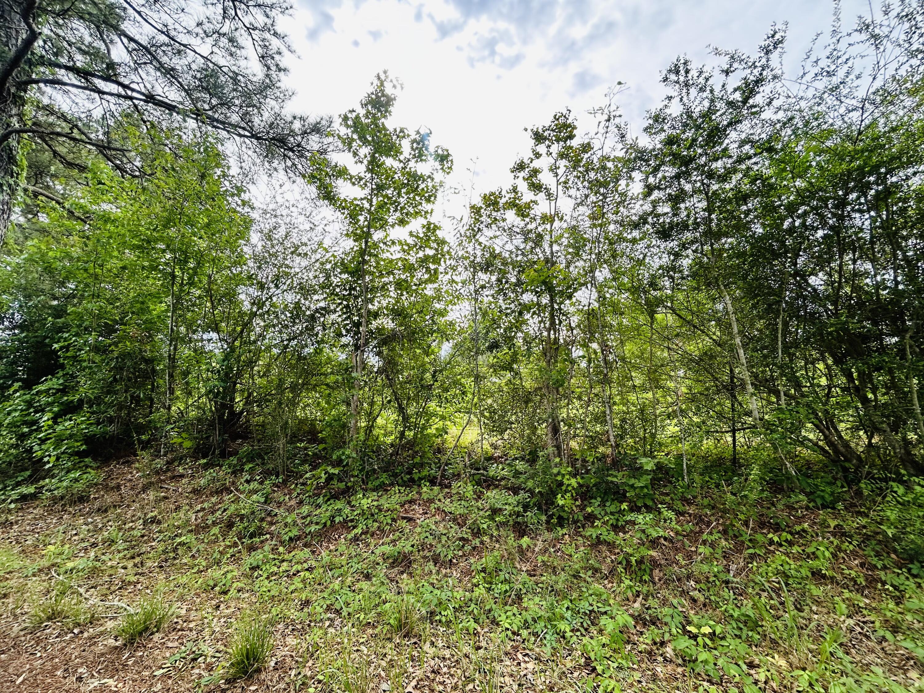 TBD Martin Road - Photo 3