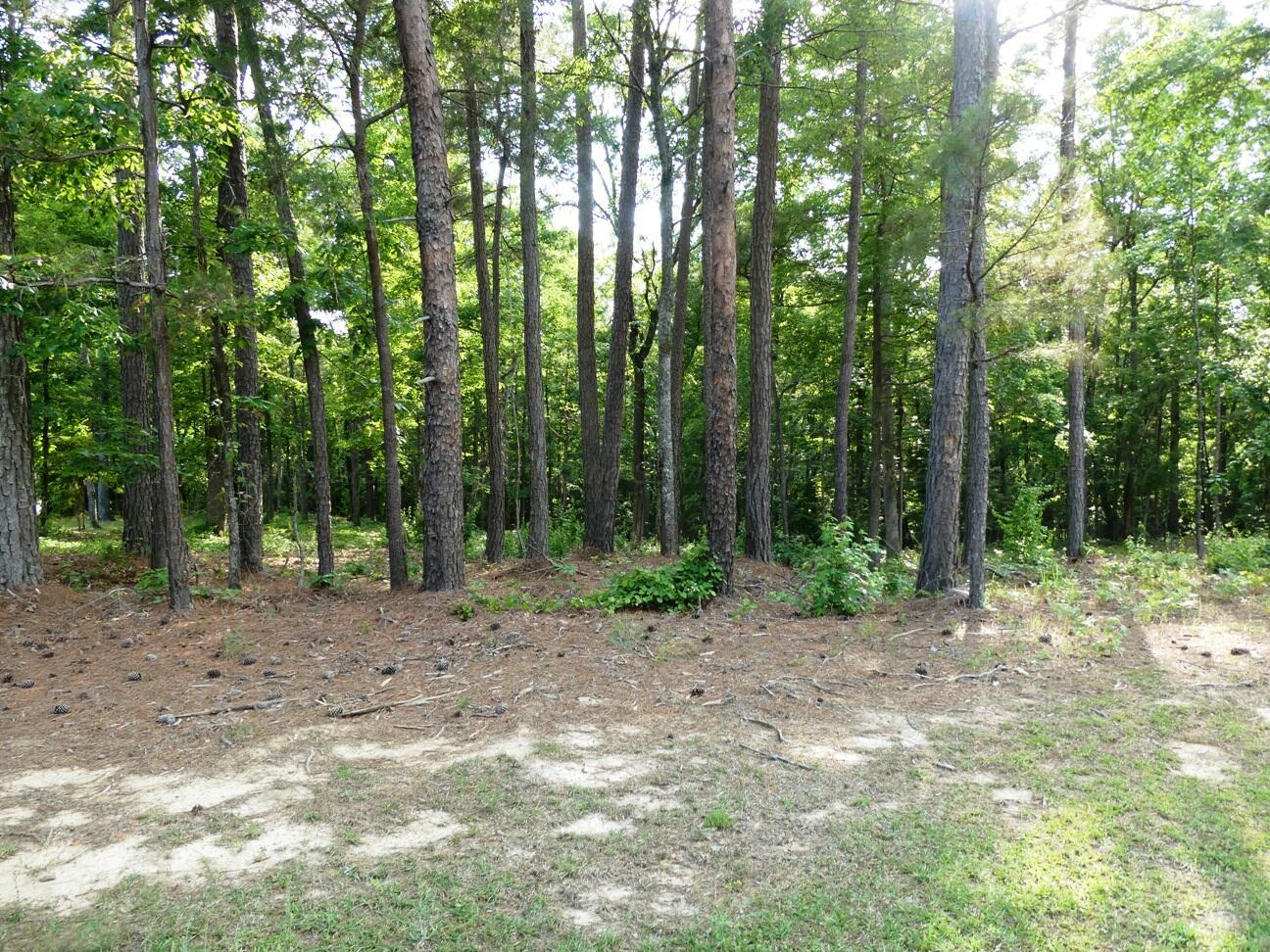 View of lot from the road