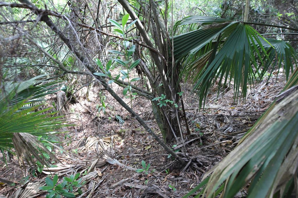 Jupiter Farms - Land