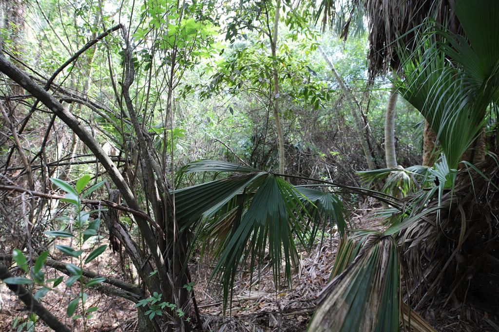 Jupiter Farms - Land