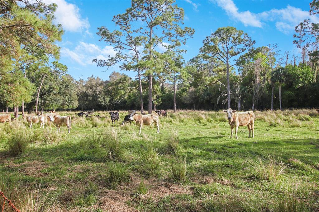 RANCH COLONY - RANCH ESTA - Residential