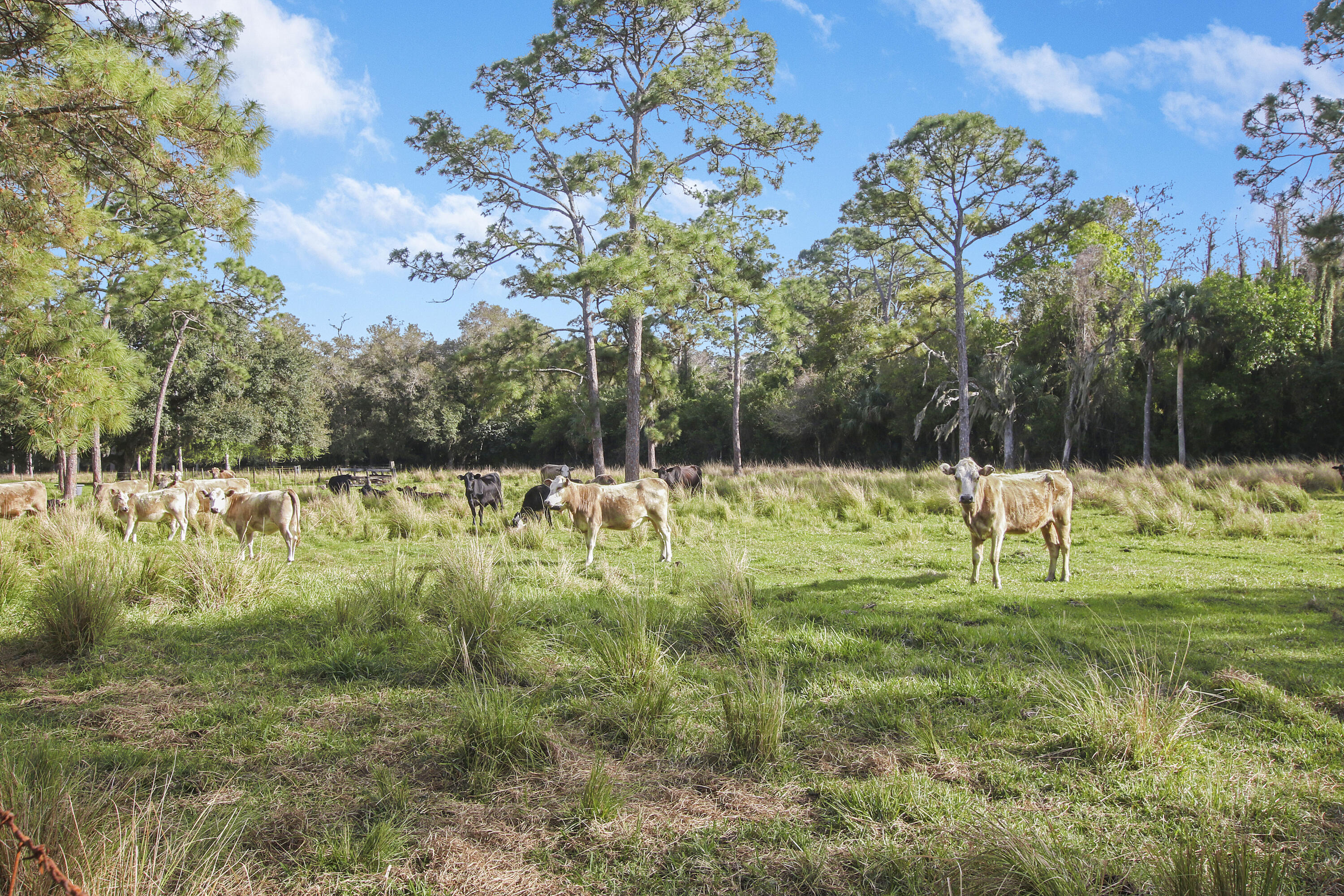 RANCH COLONY - RANCH ESTATES - Residential