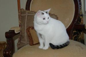 GEMINI COND AS IN DECL IN - Residential