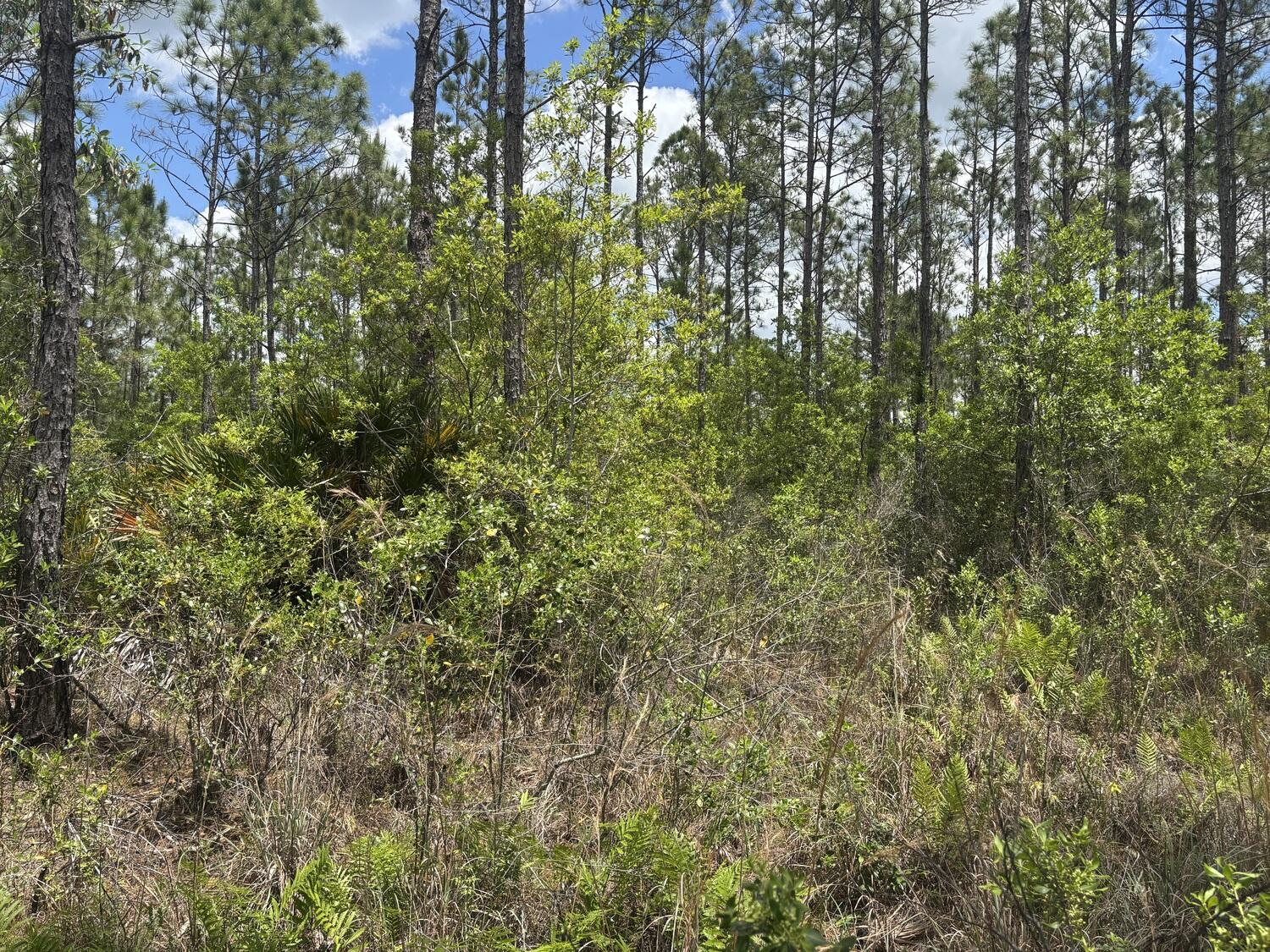 HP247 HOLOPAW - Land