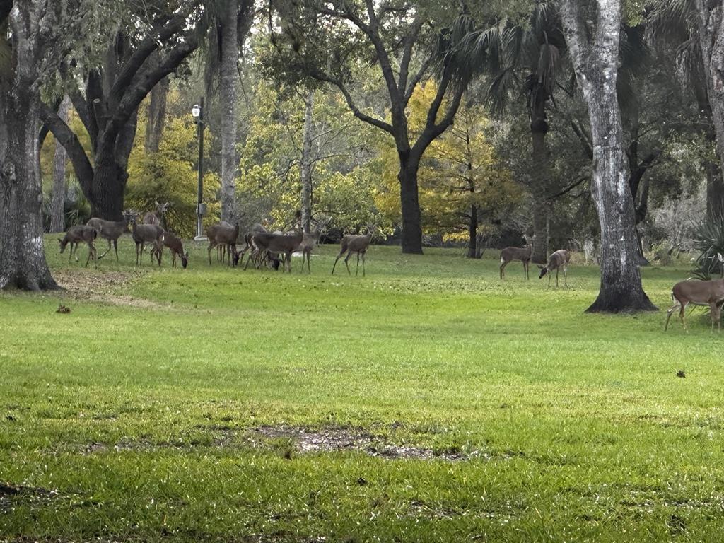 Indian Hammock Hunt & Rid - Land