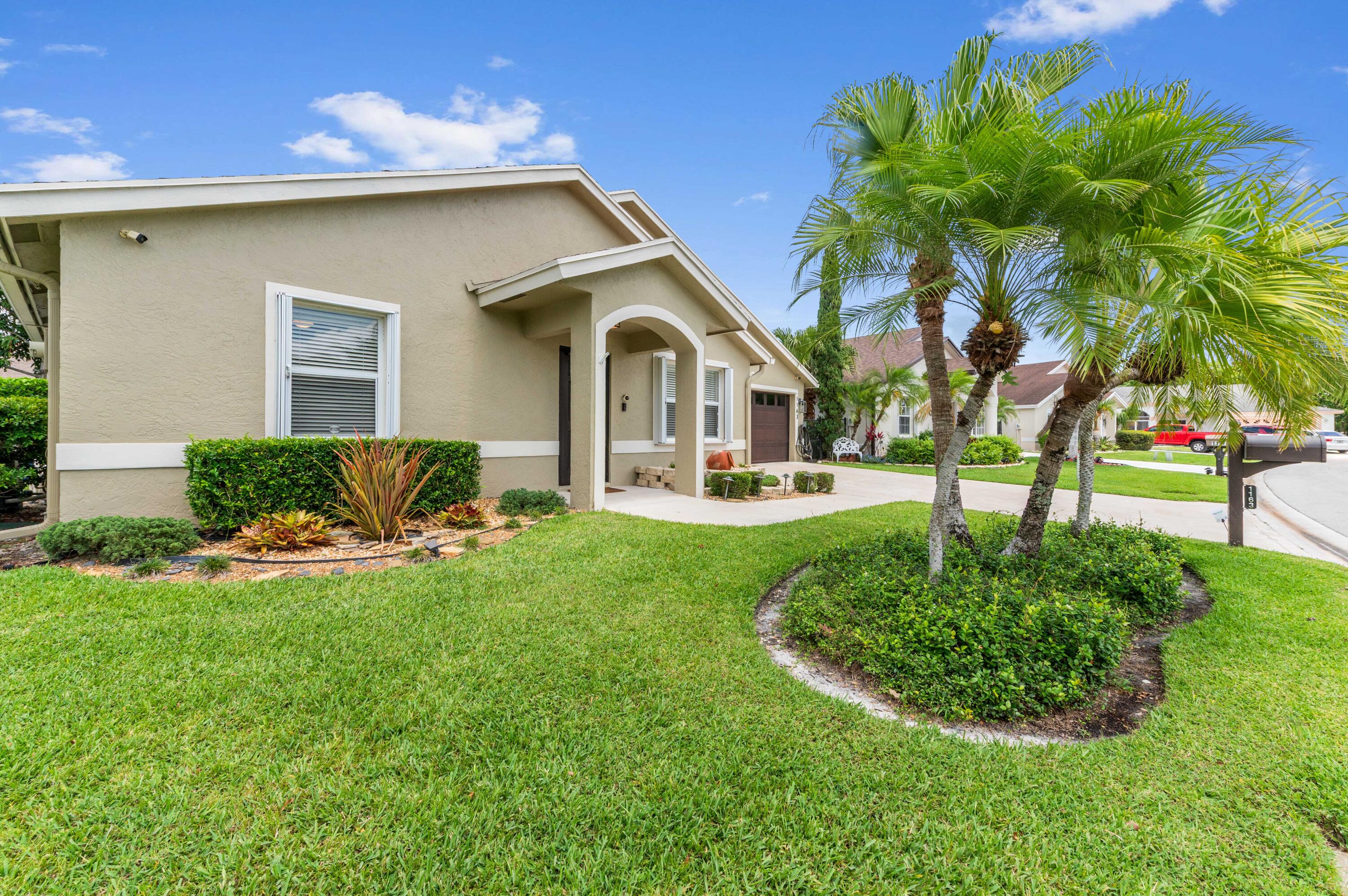 Olive Tree - Residential