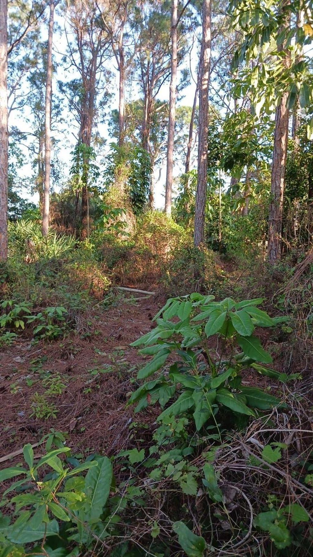 Photo of 6002 Myrtle Drive, Fort Pierce, FL 34945 (MLS # R10973468)