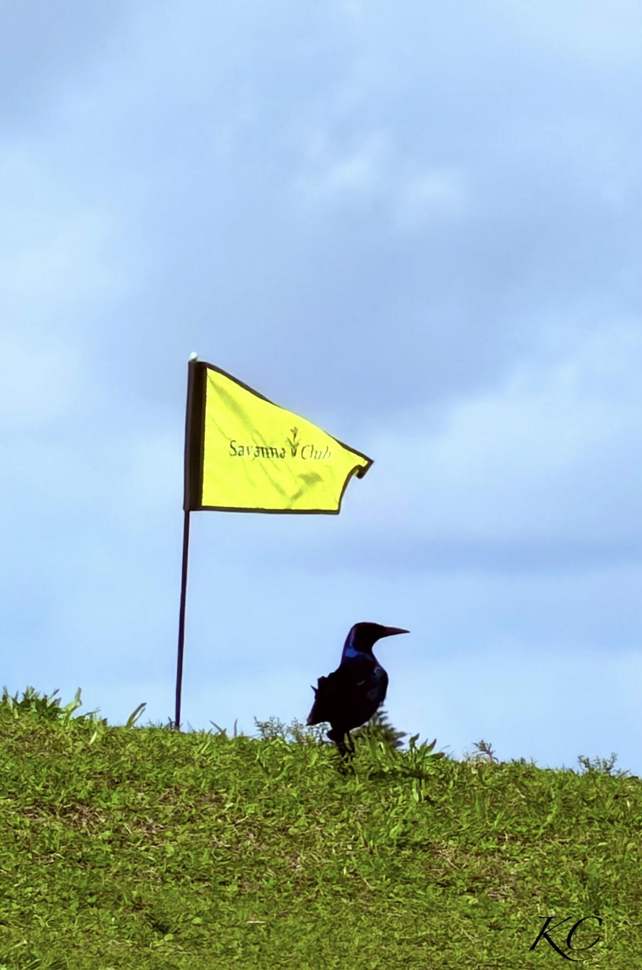 THE LINKS AT SAVANNA CLUB - Residential