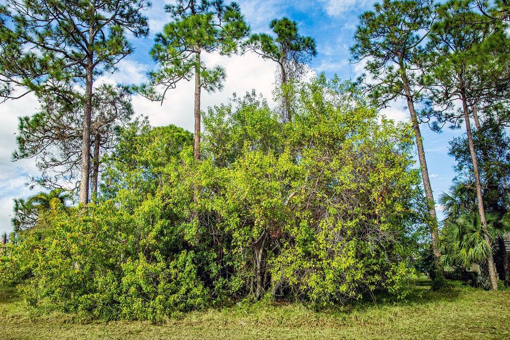 MONTE CARLO COUNTRY CLUB - Land