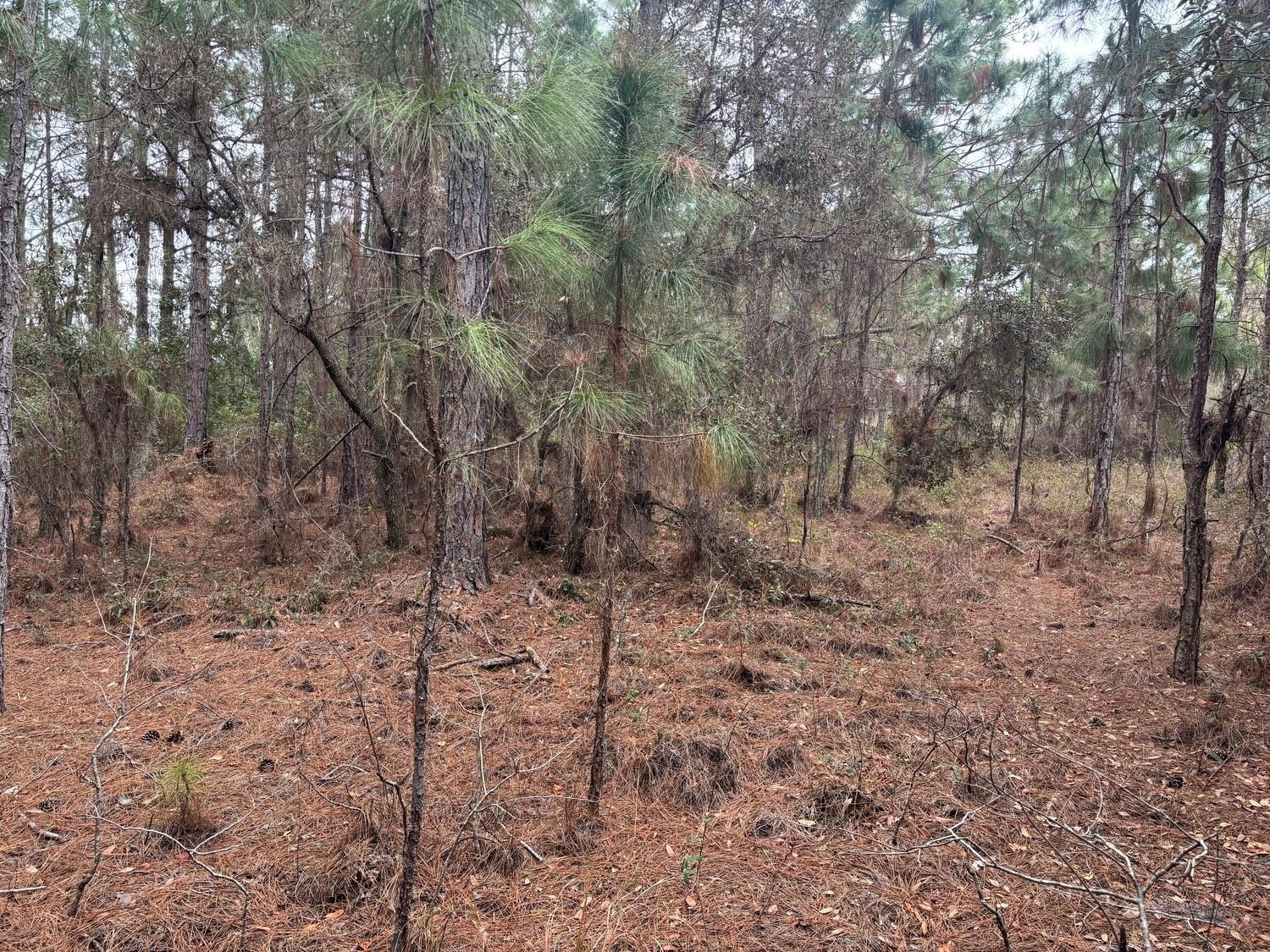 Opp47 Orlando Pines - Land