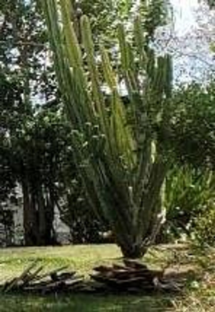 VACANT LOT - this is a Great LOT, and ultimately where you want to be. The Lot is surrounded by great existing homes.  It is very well located, close to shops, restaurants and schools. This one stands out and should be looked at quickly. The lots sizes are appropriate.