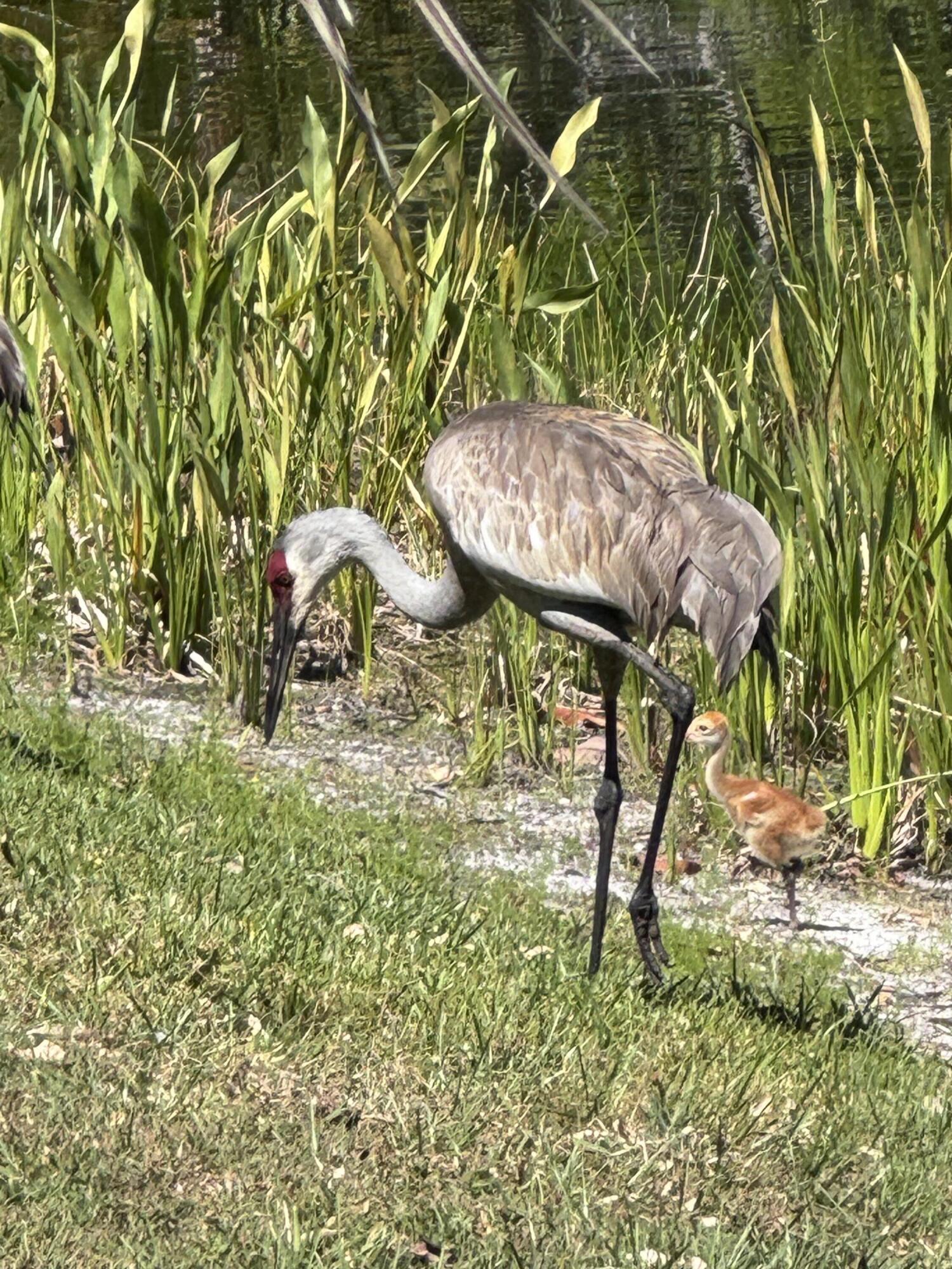 YACHT & COUNTRY CLUB OF STUART - Residential