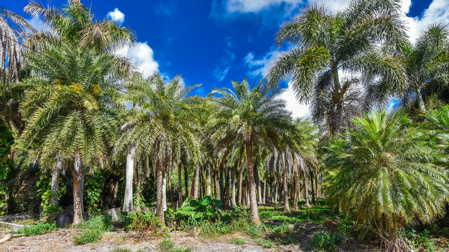 Loxahatchee Groves - Residential