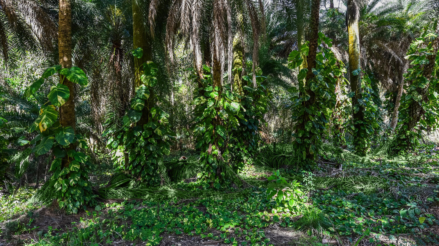 Loxahatchee Groves - Residential