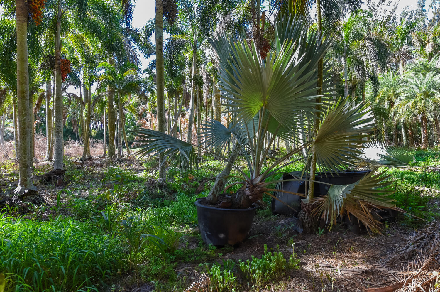 Loxahatchee Groves - Residential
