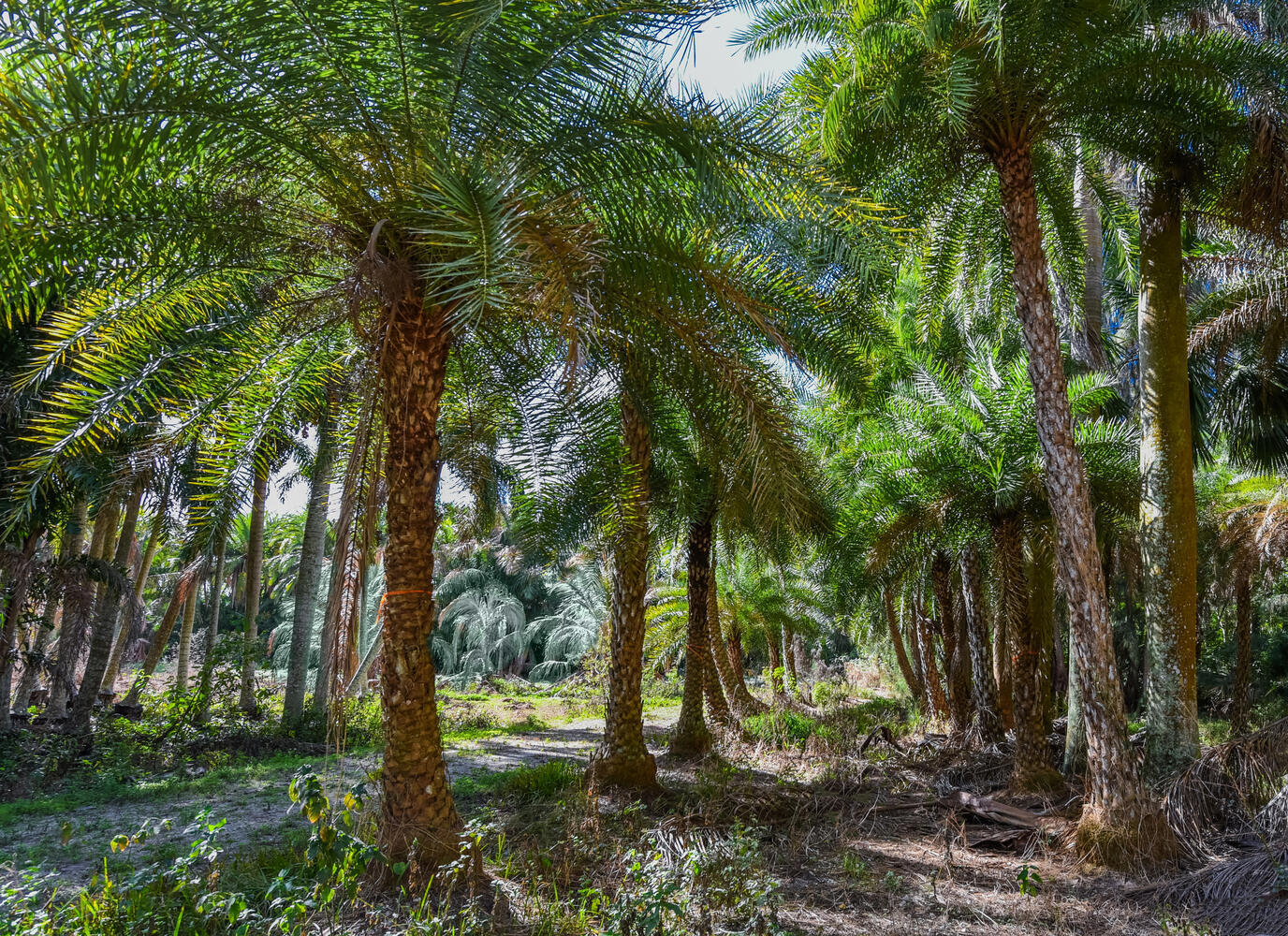 Loxahatchee Groves - Residential