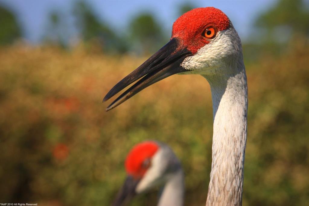 OLD PALM 3 - Residential