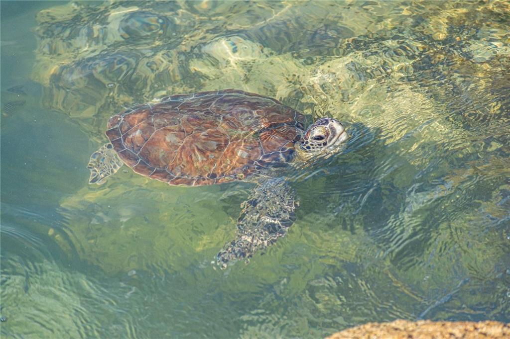 COLONNADES CONDOMINIUM NO - Residential