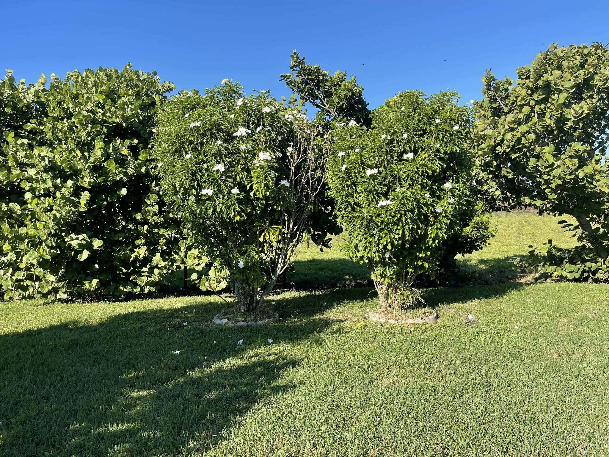 OASIS VILLAGE - Residential