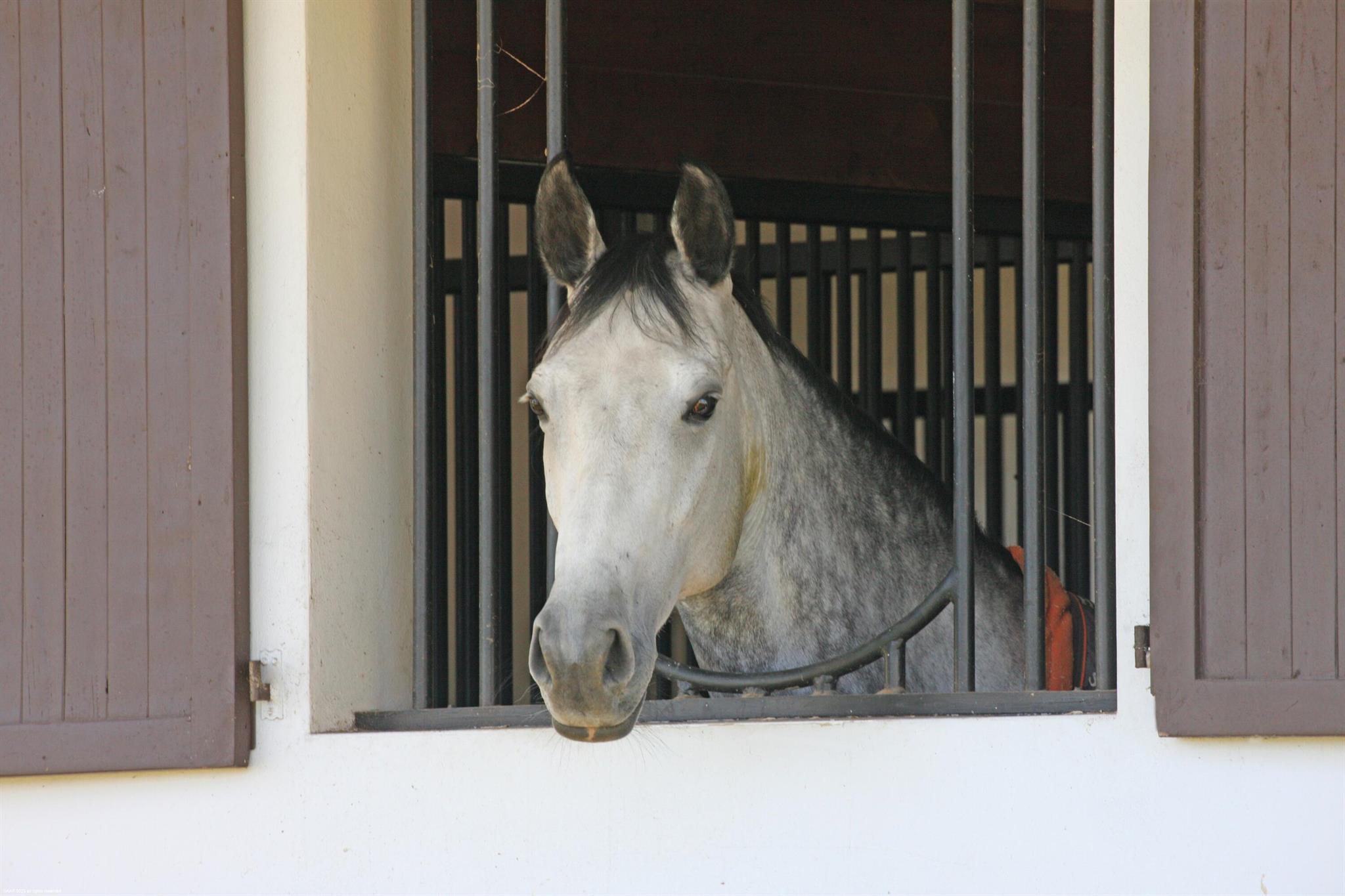 WHITE FENCES EQUESTRIAN E - Residential