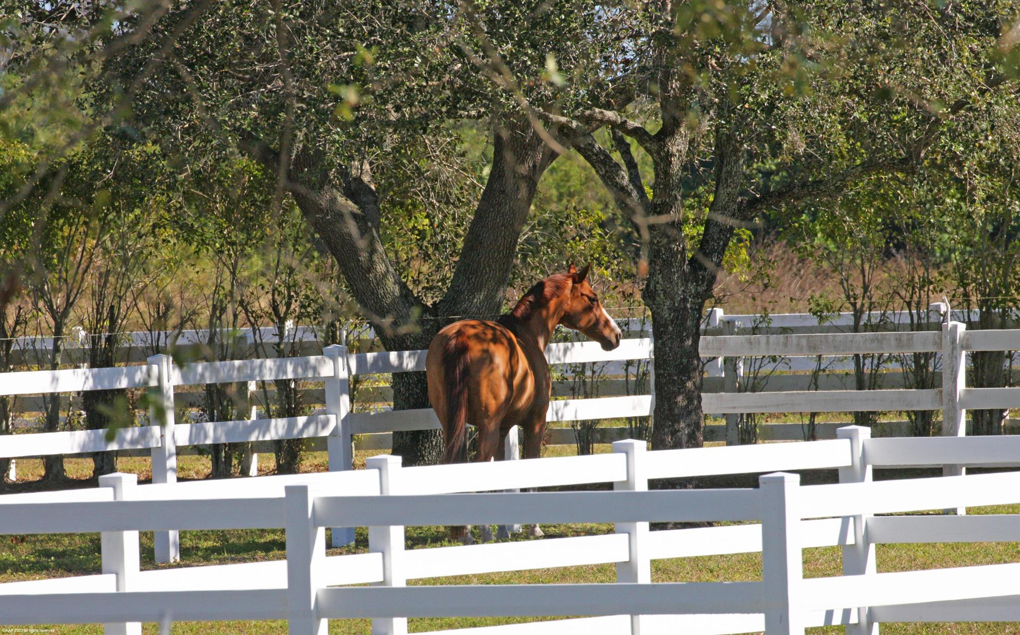 WHITE FENCES EQUESTRIAN E - Residential
