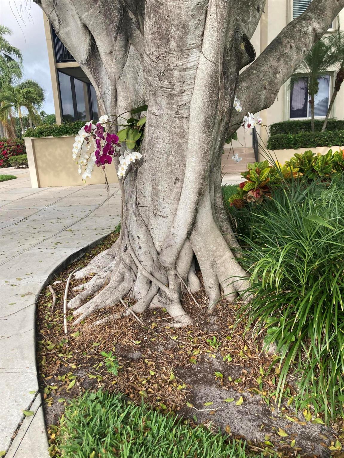 Longwood condo - Residential