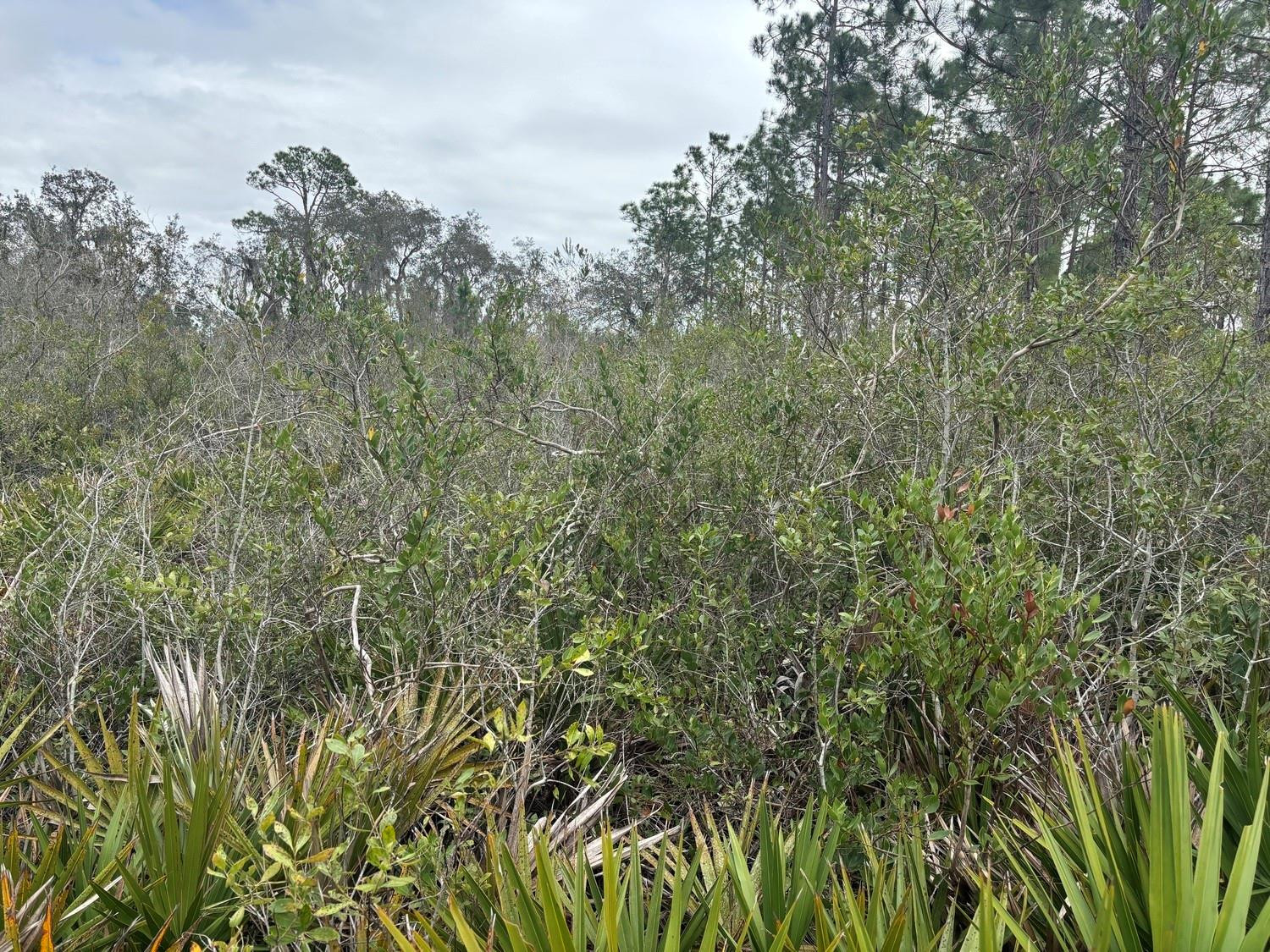 Opp43 Orlando Pines - Land