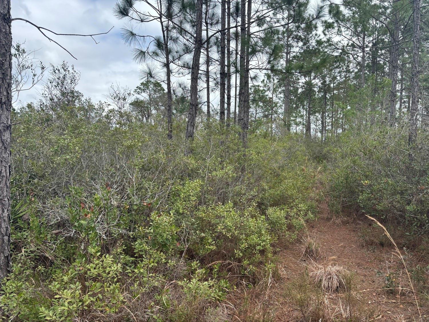 Opp43 Orlando Pines - Land