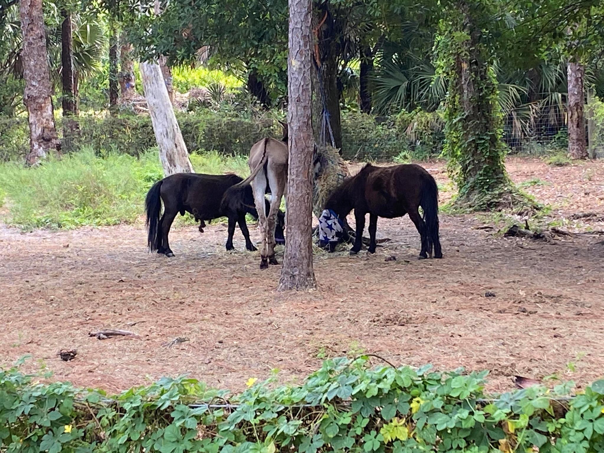 LOXAHATCHEE GROVES IN - Land