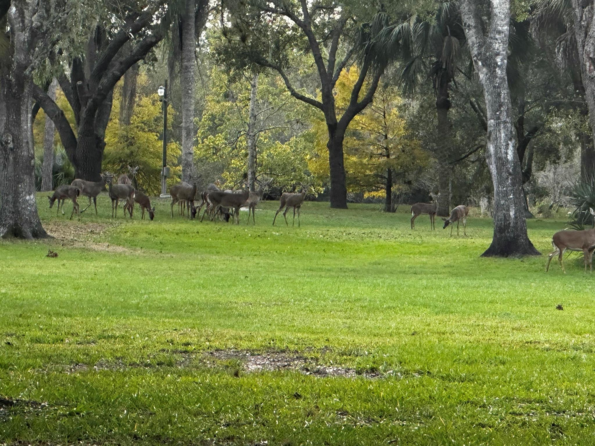 INDIAN HAMMOCK HUNT AND R - Residential