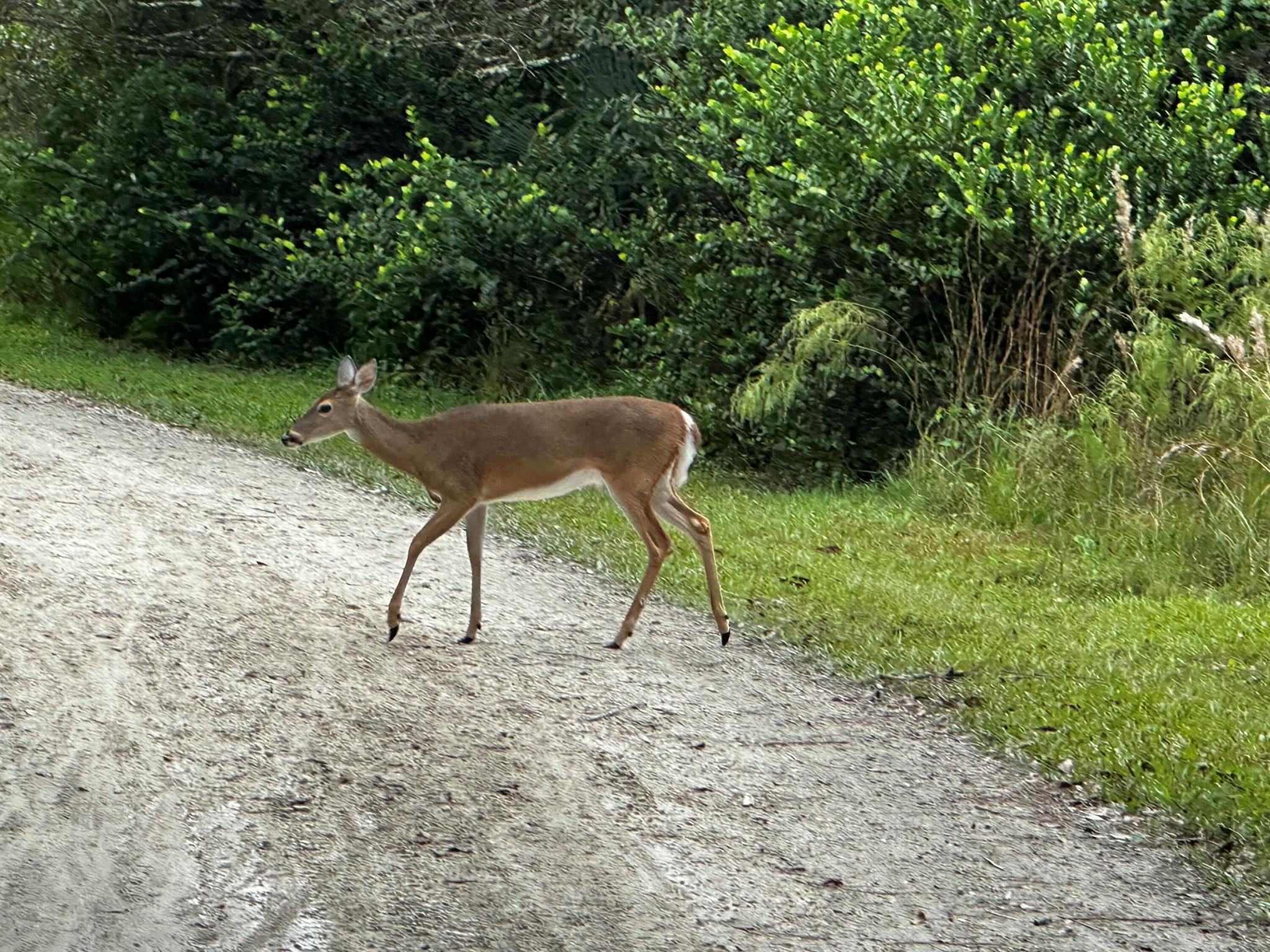 INDIAN HAMMOCK HUNT AND R - Residential