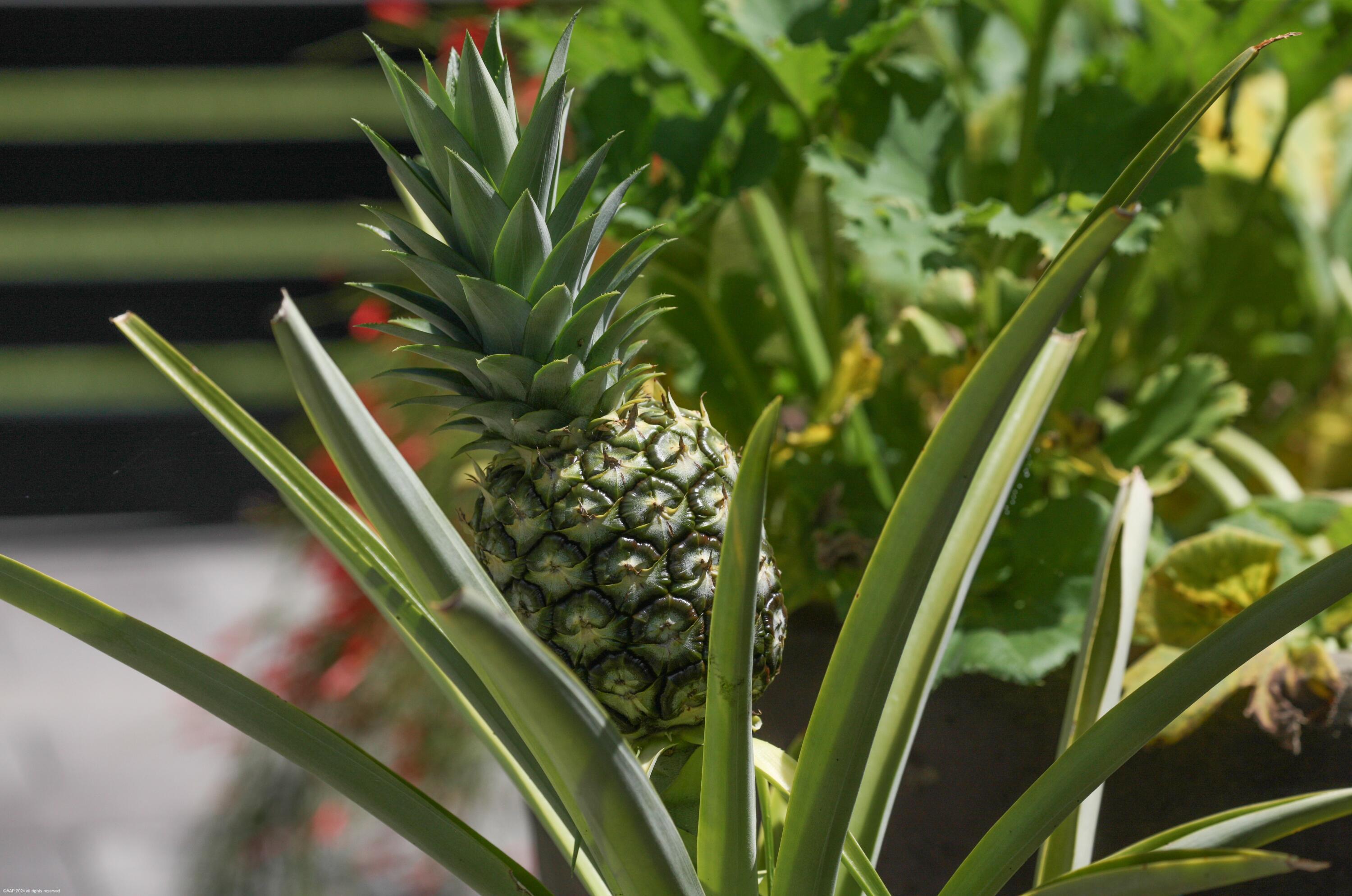 Palm Beach Gardens - Residential