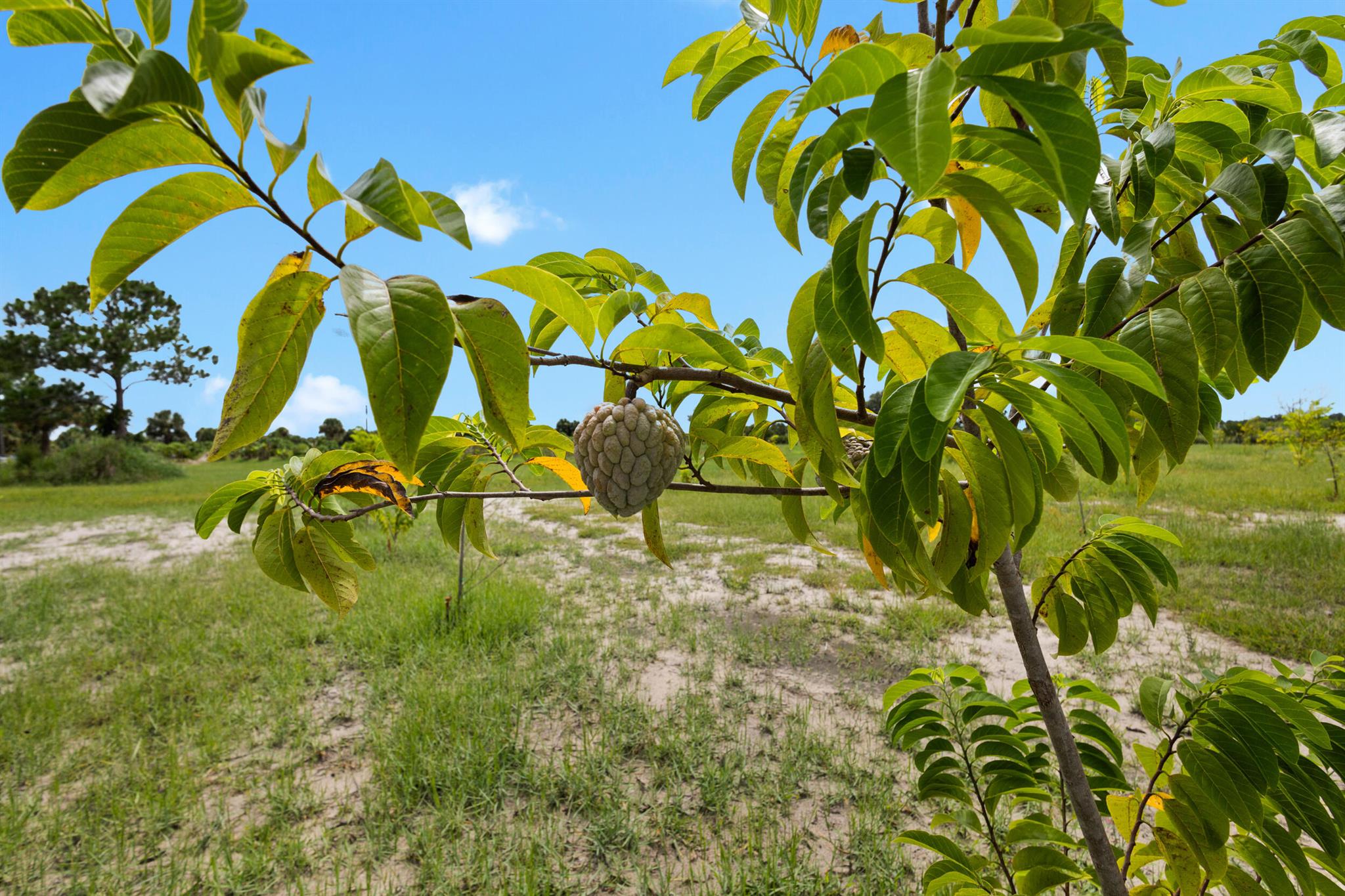 OKEECHOBEE COUNTY - Land