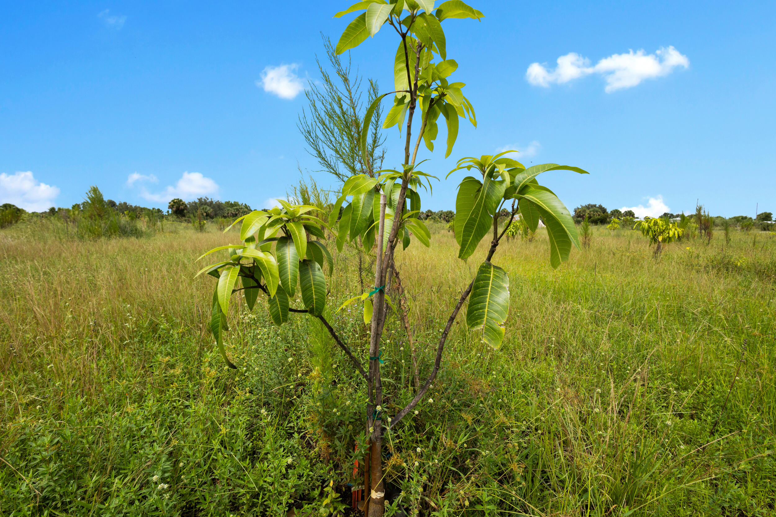 OKEECHOBEE COUNTY - Land