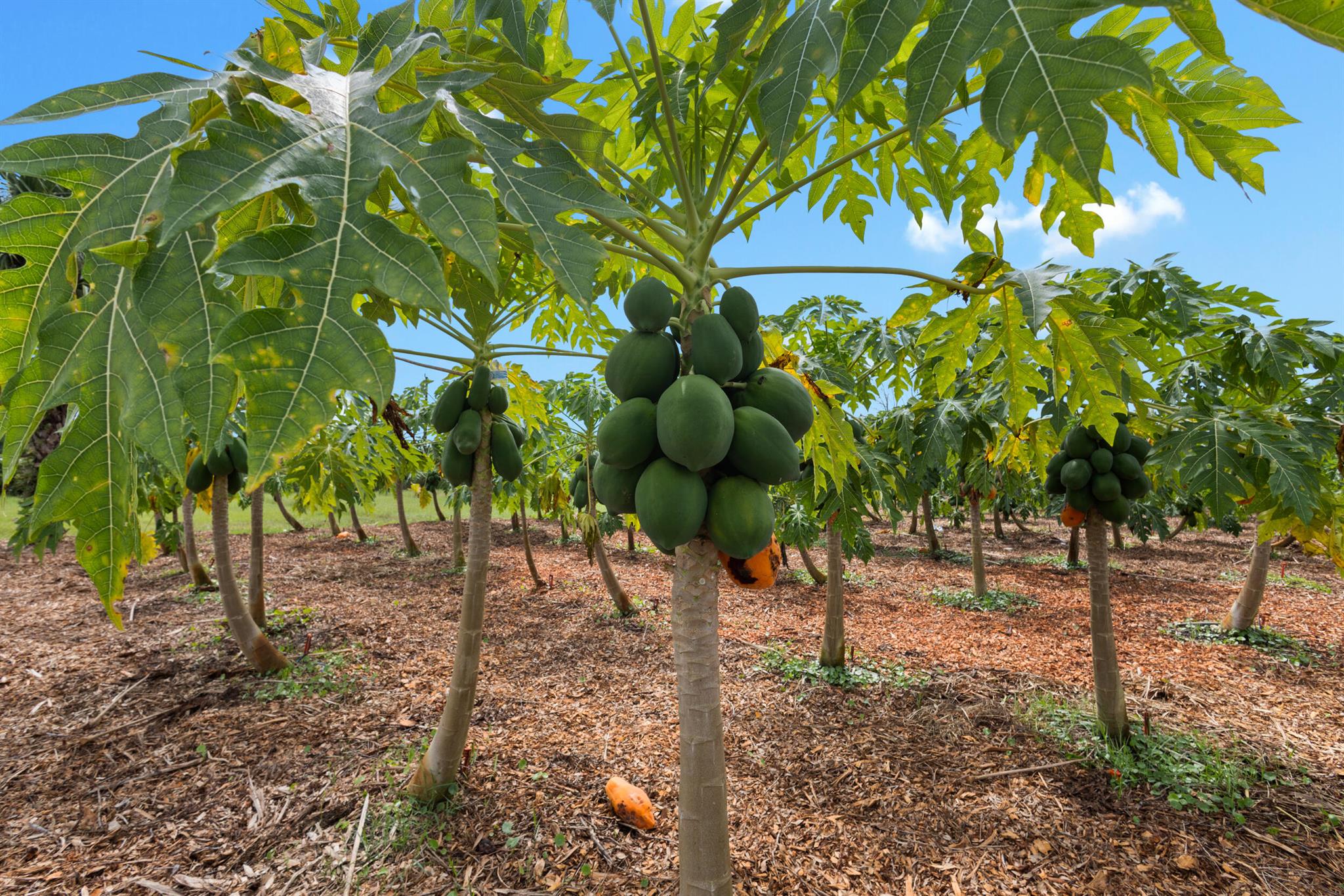 OKEECHOBEE COUNTY - Land