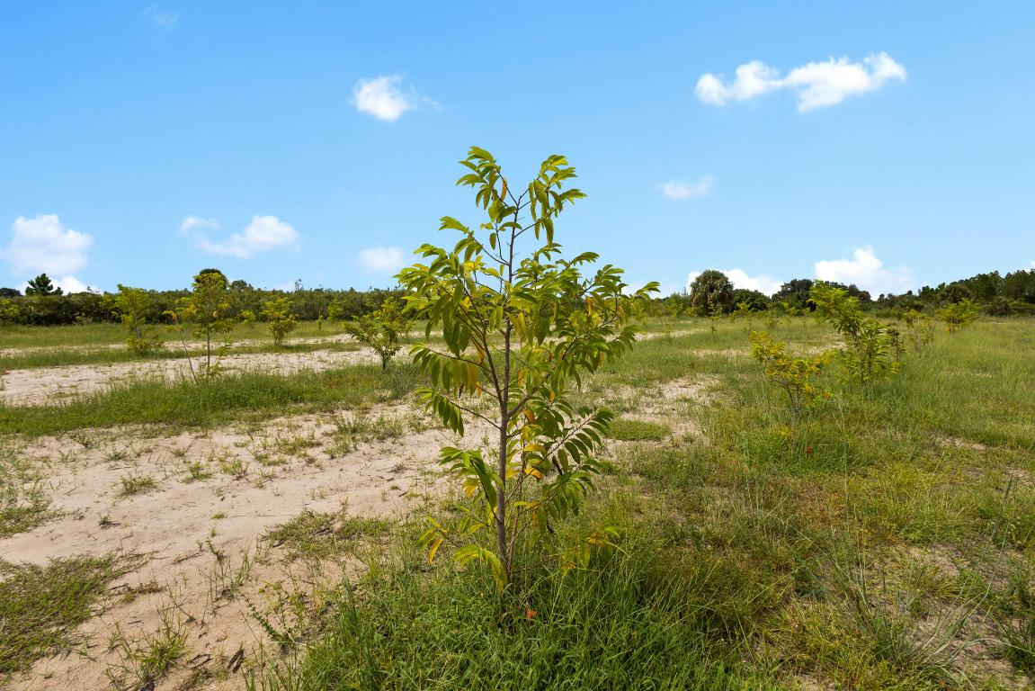 OKEECHOBEE COUNTY - Land