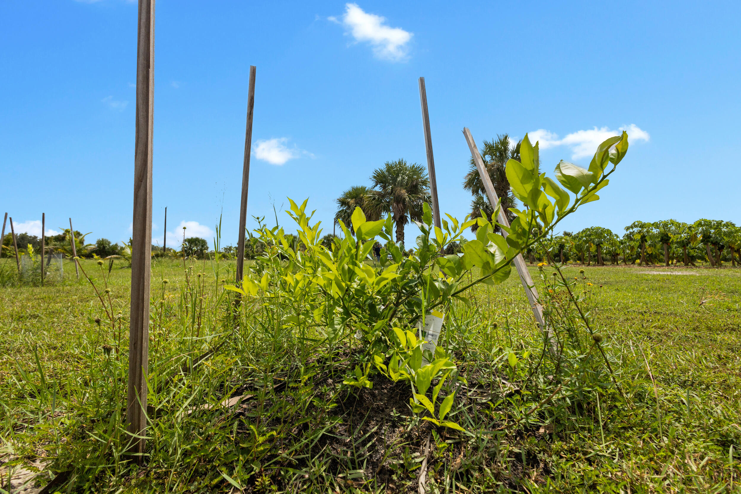 OKEECHOBEE COUNTY - Land