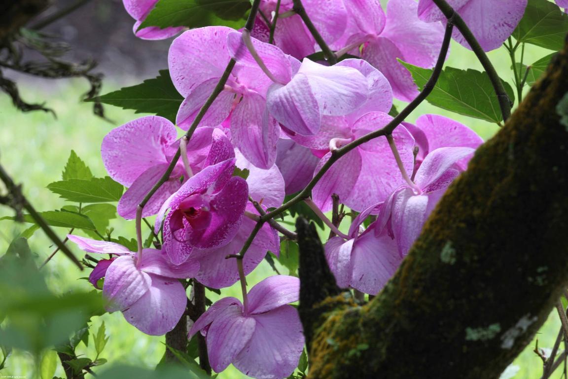 OLD PALM - Residential