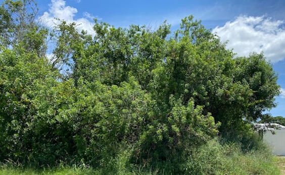 PORT ST LUCIE SECTION 21 - Land