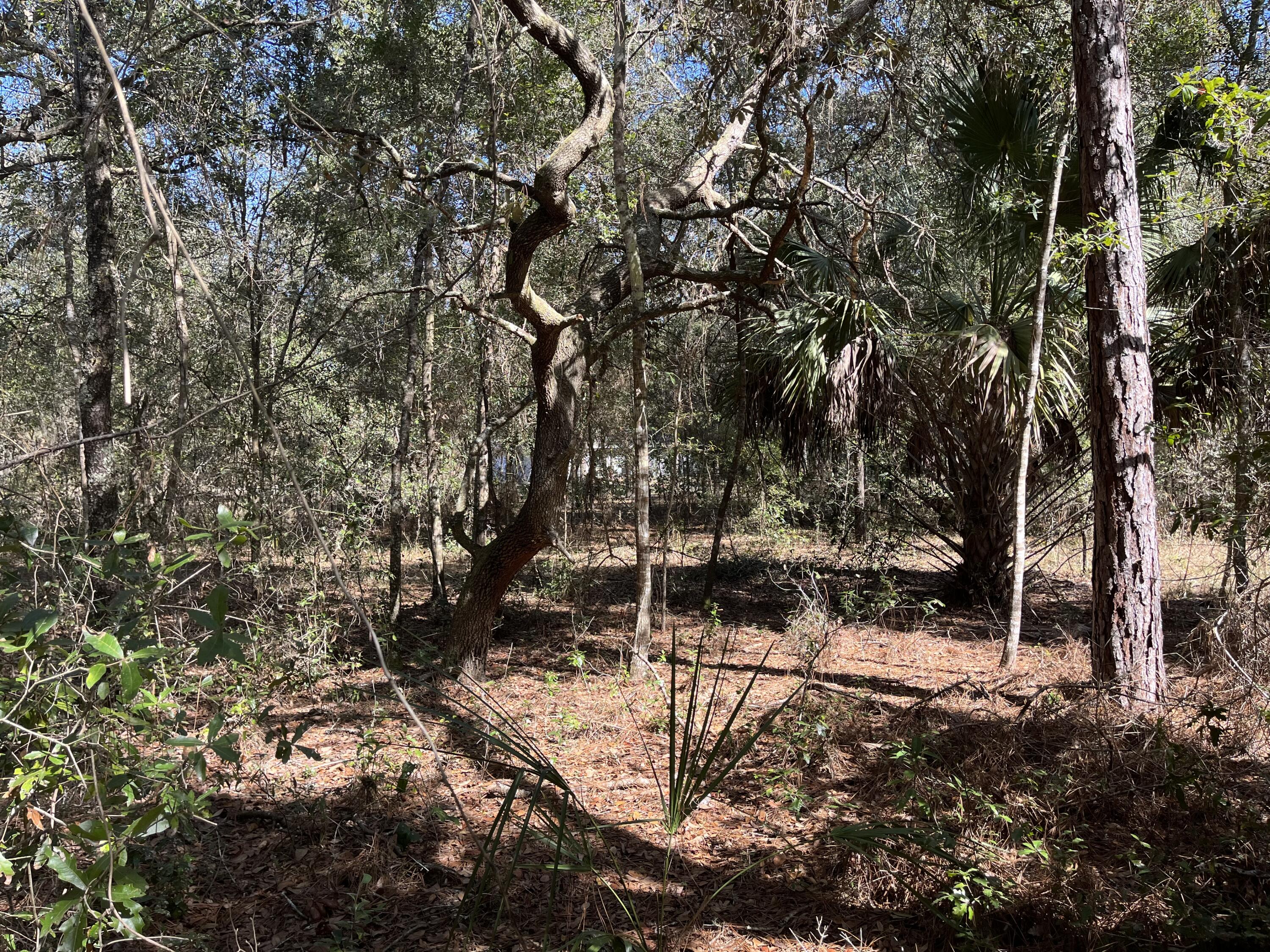 What an amazing piece of land in an amazing area! This lot is situated in a small neighborhood on the north side of Lake Hernando and just to the west of Potts Wildlife Management Area. This little spot is one of Citrus County's best kept secrets and is growing rapidly. Owner financing available. neighboring lot also available
