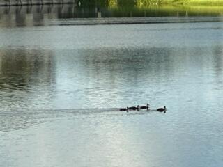 WINDWOOD UNIT I - Residential Lease