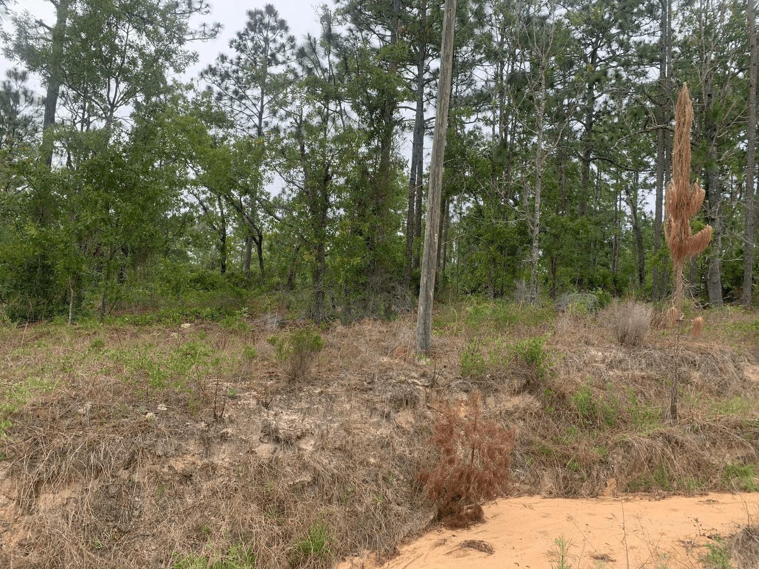 Beautiful buildable lot in Interlachen, FL. Mobile homes permitted!
Owner Financing Available with only $1,500 down