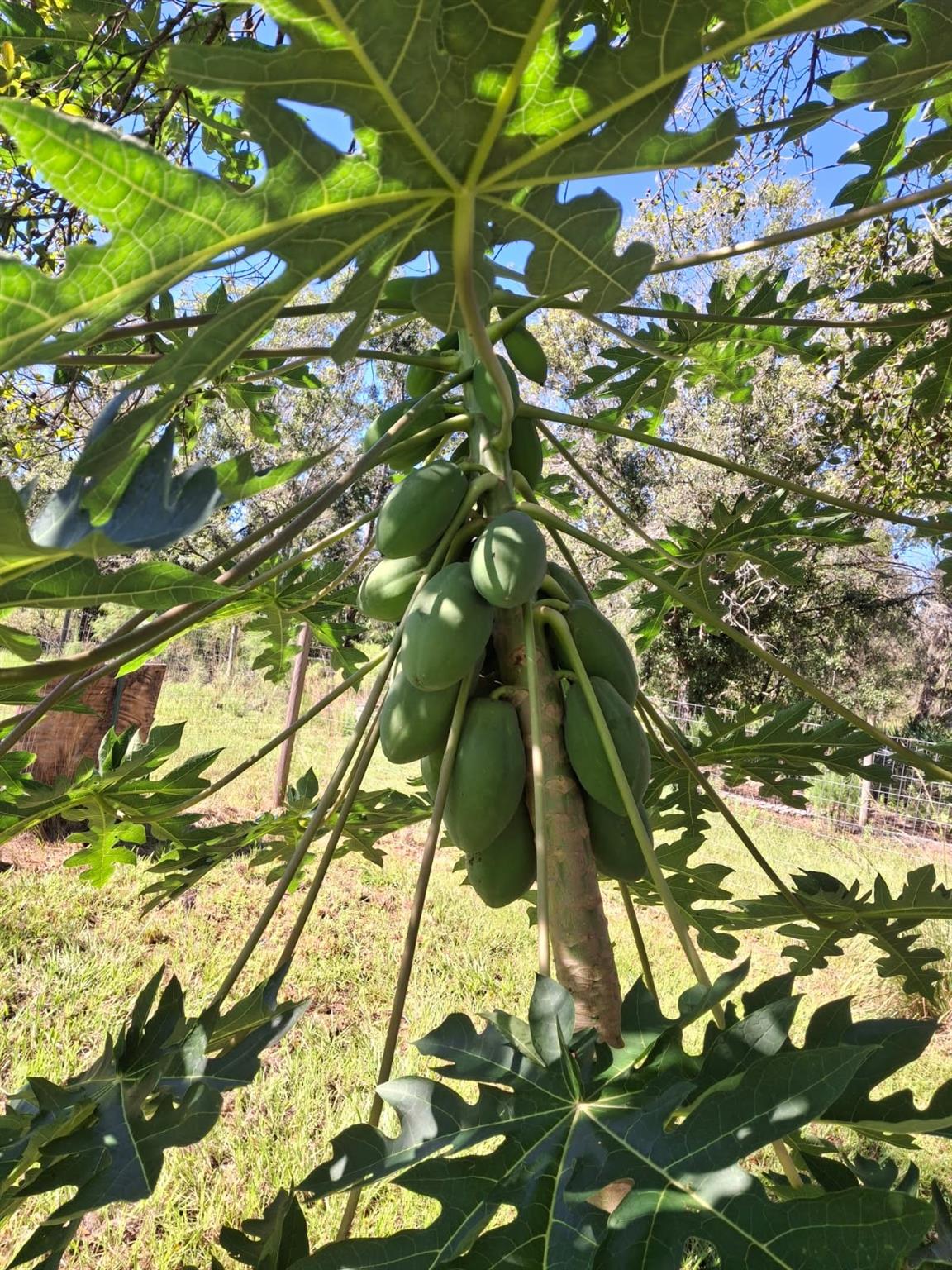 Viking Prairie - Residential